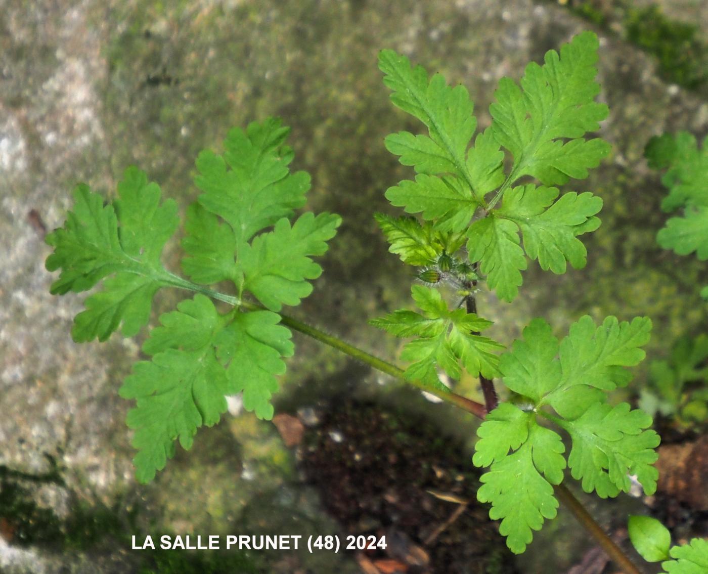 Herb-Robert leaf